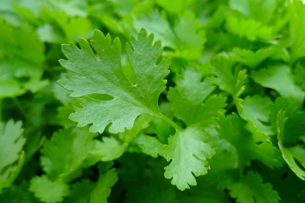 Organic parsley (whole leaves)