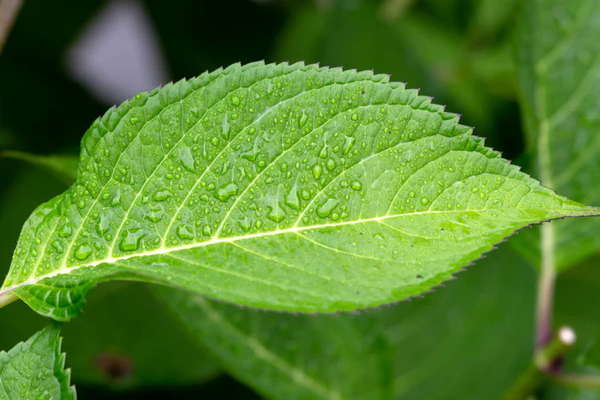 Chlorophyll (certified plant origin)